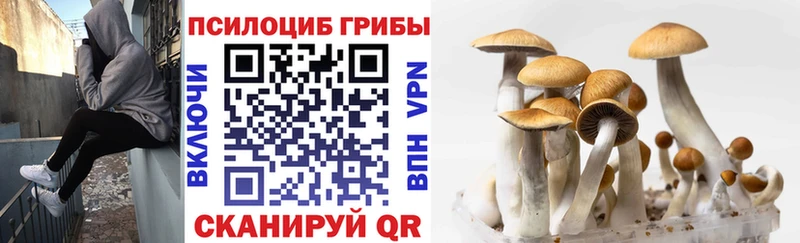 Галлюциногенные грибы Cubensis  Белая Холуница 